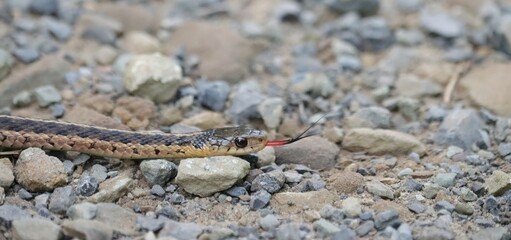 Cutest ever little Garter Snake Benezette PA Backyard Beauty