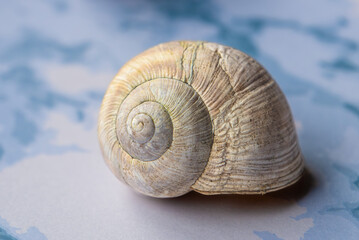 Verlassenes Schneckenhaus einer gestreiften Weinbergschnecke, Nahaufnahme