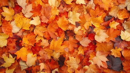 Fall leaves on the ground, with vibrant red and orange colors, captured in a close-up, high-resolution photograph