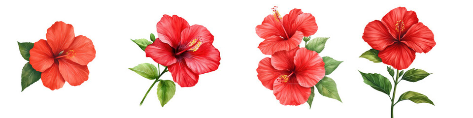 collection vibrant red hibiscus flowers with detailed petals and lush green leaves set