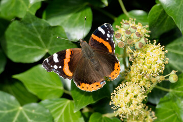 Red admiral butterfly (Vanessa Atalanta) perched on hedge (hedera helix) in Zurich, Switzerland