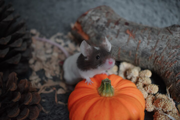 mouse with pumpkin Halloween autumn thanksgiving