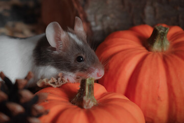 mouse with pumpkin pinecone Halloween autumn thanksgiving