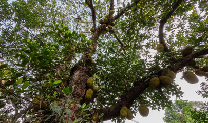 Jackfruit trees around a historic Mughal style Mosque in Dhaka