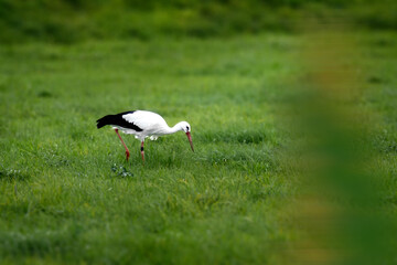 Storch auf grüner Wiese