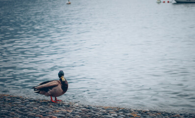 Resting Duck by Waterfront on a Cobbled Path in Urban Setting