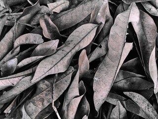 close up of black and white leaves