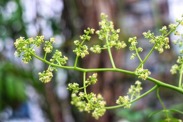 Blossoming Flowers in spring