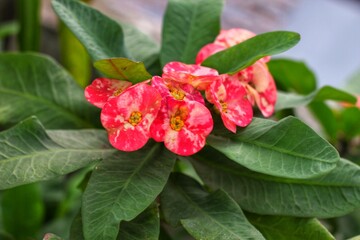 Blossoming Flowers in spring