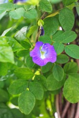 Blossoming Flowers in spring