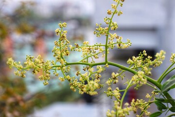 Blossoming Flowers in spring