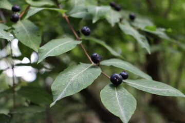 Black Berries Growing on Branch with Green Leaves