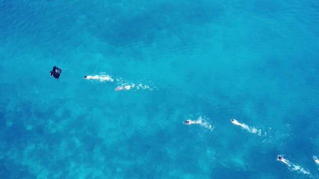 People  Swimming, Snorkeling Over manta rays ,Stingrays In the ocean Arial 4k video 
