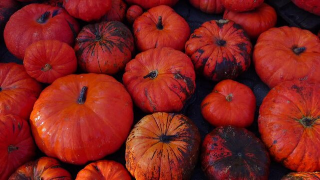 Unz&auml;hlige essbare Halloweenk&uuml;rbisse auf einem Haufen