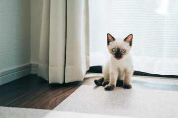 シャム猫ミックスの子猫