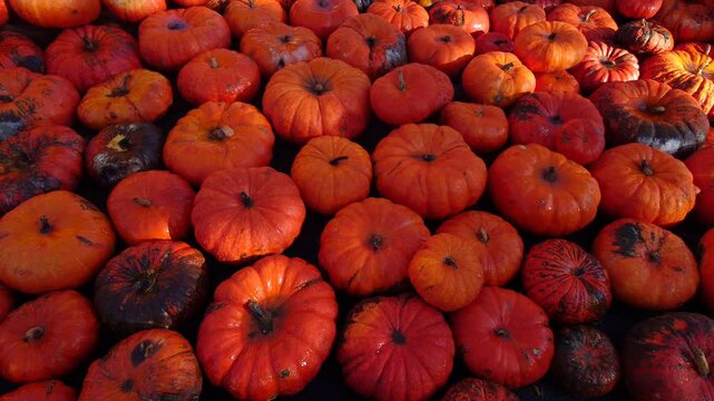 Unz&auml;hlige essbare Halloweenk&uuml;rbisse auf einem Haufen