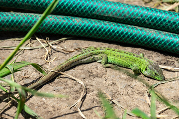 An unexpected encounter: a lizard basks in the sun near a garden hose