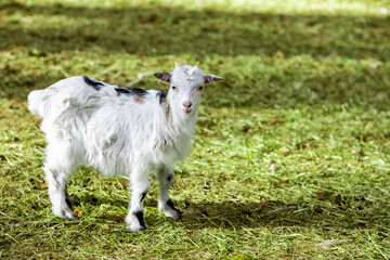 Obraz premium The white goat is standing in the barnyard.