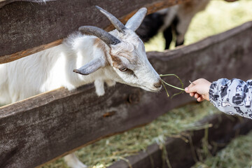 Feeding a goat grass from a child's hand