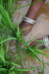 Rice nursery extirpate from bed.
Farmers collecting saplings of rice plants. preparing rice plants...