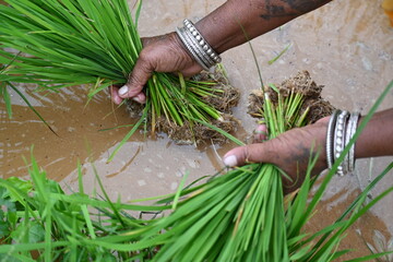 Rice nursery extirpate from bed.
Farmers collecting saplings of rice plants. preparing rice plants...