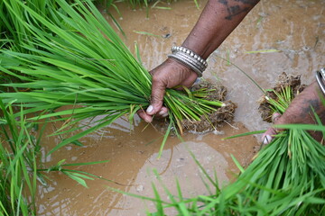 Rice nursery extirpate from bed.
Farmers collecting saplings of rice plants. preparing rice plants in planting season.  Rice or paddy farming in India. It is uprooted and planted at another place.