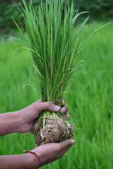 Rice nursery extirpate from bed.
Farmers collecting saplings of rice plants. preparing rice plants in planting season.  Rice or paddy farming in India. It is uprooted and planted at another place.