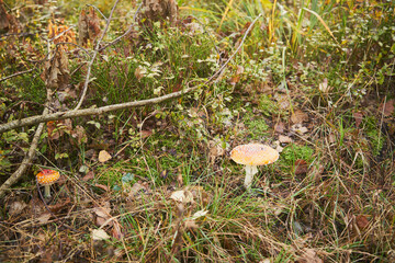 Muchomor czerwony, Amanita muscaria (L.) © Marcin Łazarczyk
