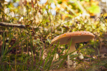 Muchomor czerwony, Amanita muscaria (L.)