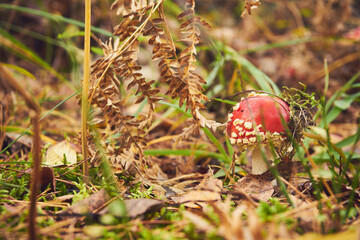 Muchomor czerwony, Amanita muscaria (L.)