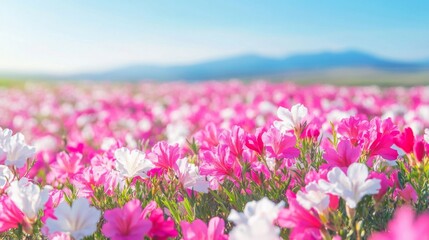 Obraz premium Close-up of Pink and White Flowers in a Field