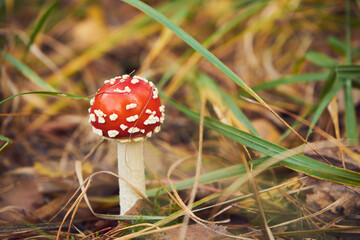 Muchomor czerwony, Amanita muscaria (L.) © Marcin Łazarczyk