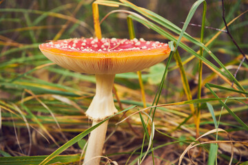 Muchomor czerwony, Amanita muscaria (L.)