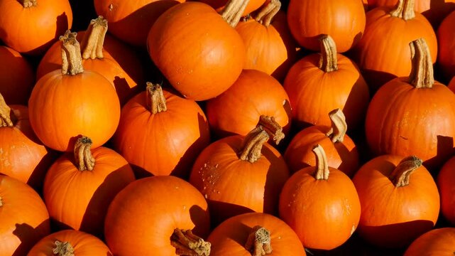 Unz&auml;hlige essbare Halloweenk&uuml;rbisse auf einem Haufen