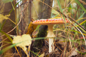 Muchomor czerwony, Amanita muscaria (L.)