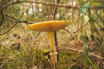 Muchomor czerwony, Amanita muscaria (L.)