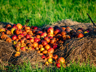 Fallobst auf einer Streuobstwiese im Herbst