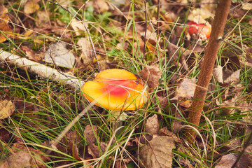 Muchomor czerwony, Amanita muscaria (L.) © Marcin Łazarczyk