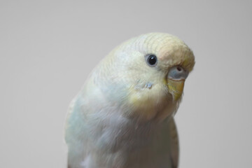 Blue and yellow baby budgie budgerigar pet bird with white background 