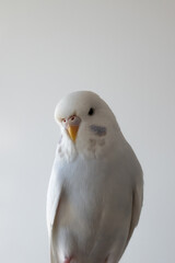 White budgie budgerigar pet bird portrait with white background 