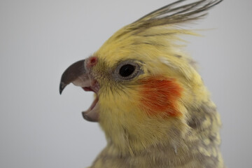 Grey and yellow cockatiel pet bird portrait with white background 