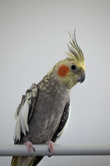 Grey and yellow cockatiel pet bird portrait with white background 