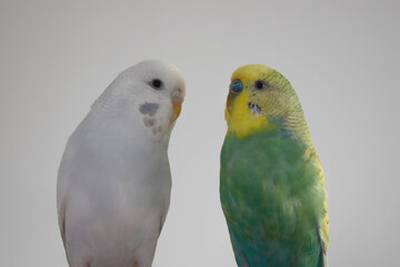 Green yellow white budgie couple pair budgerigar pet bird portrait with white background 