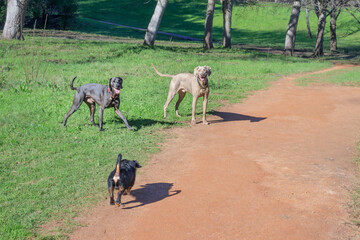Weimaraner dogs and other breed of dogs playing together in a dog park, Cape Town, South Africa