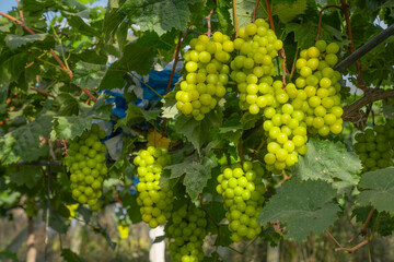 Obraz premium Green grapes in the vineyard