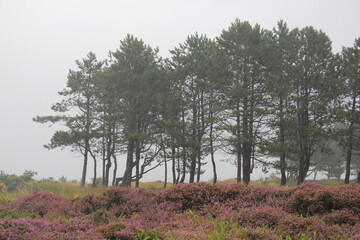 Wald an Dänemarks Küste