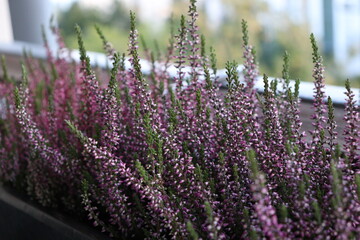 Naklejka premium Blooming Heather Flowers in Soft Light