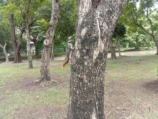 Climbing High in the Park
