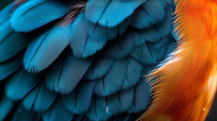 Obraz premium Close-up of Vibrant Blue and Orange Bird Feathers