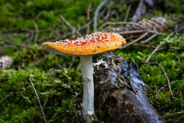 Fliegenpilz im Moos in der freien Natur
